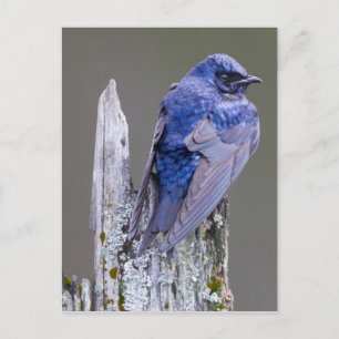 Männliches Lila Martin-Nest über dem See Sammamish Postkarte