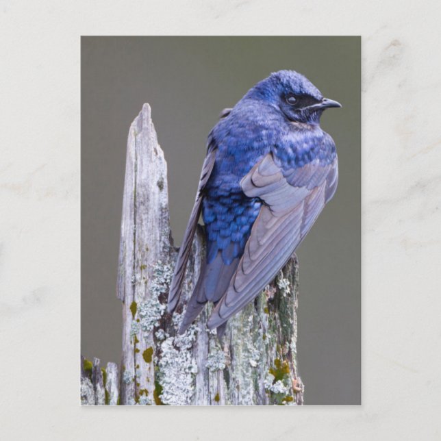 Männliches Lila Martin-Nest über dem See Sammamish Postkarte (Vorderseite)