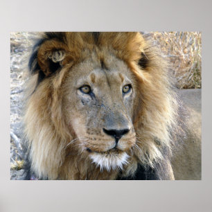 Männliches Löwenposter Poster