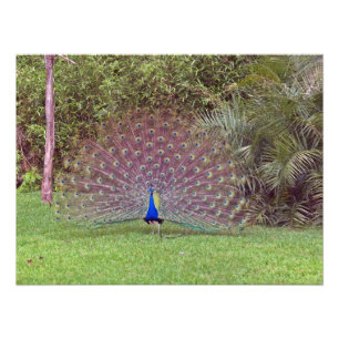 Männliches Pfau-Foto Fotodruck