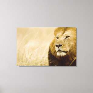 Männliches Porträt des Löwes (Panthera Löwe), Leinwanddruck