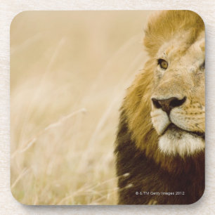 Männliches Porträt des Löwes (Panthera Löwe), Untersetzer