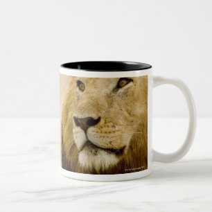 Männliches Porträt des Löwes (Panthera Löwe), Zweifarbige Tasse