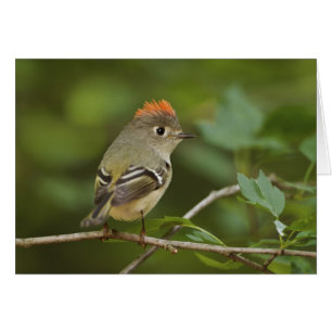 Männliches Ruby-Kronenkönigchen, Regulus calendula