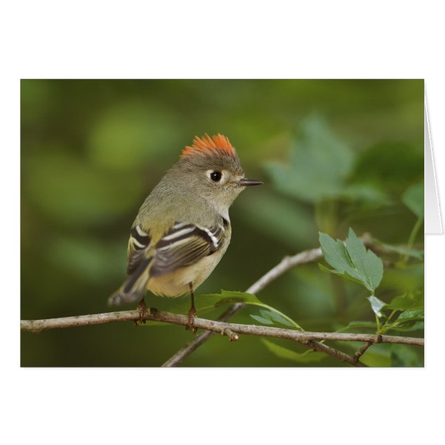 Männliches Ruby-Kronenkönigchen, Regulus calendula (Vorderseite (Horizontal))