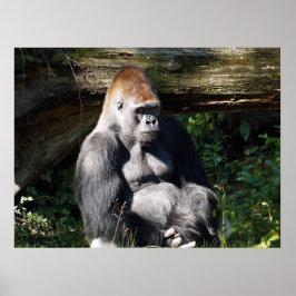 Männliches Silver-back Gorilla Poster