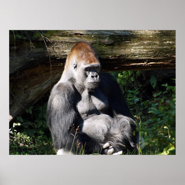 Männliches Silver-back Gorilla Poster (Vorne)