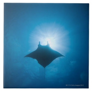 Manta, der underwater schwimmt fliese