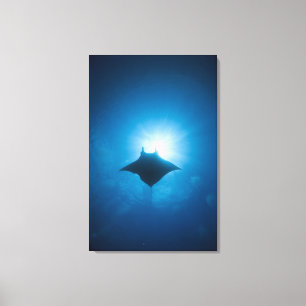 Manta, der underwater schwimmt leinwanddruck