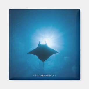 Manta, der underwater schwimmt magnet