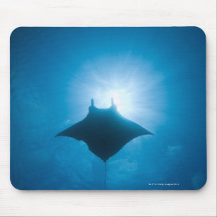 Manta, der underwater schwimmt mousepad