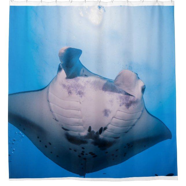 Manta Mania : Manta Ray in der Sonne Duschvorhang (Vorderseite)