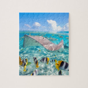 Manta Ray