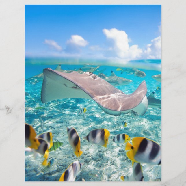 Manta Ray (Vorderseite)