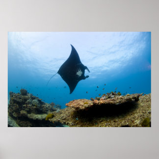 Manta Ray am Great Barrier Reef Poster