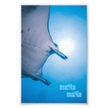 Manta ray