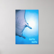 Manta ray