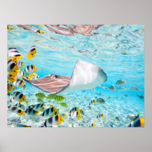 Manta Ray Poster