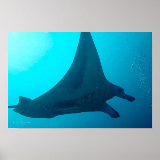 Manta Ray Poster (Vorne)