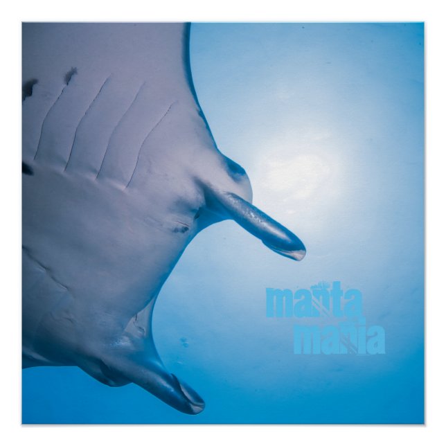 Manta ray poster (Vorderseite)