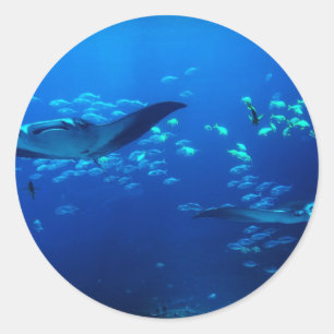 Manta Rays Runder Aufkleber