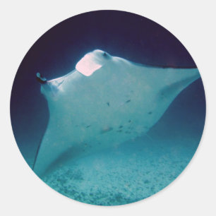 Manta Runder Aufkleber