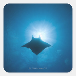 Manta schwimmen unter Wasser Quadratischer Aufkleber