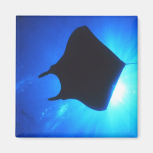Manta-Strahln-Silhouette Magnet