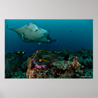 Mantaray sur l'anémone - Poster