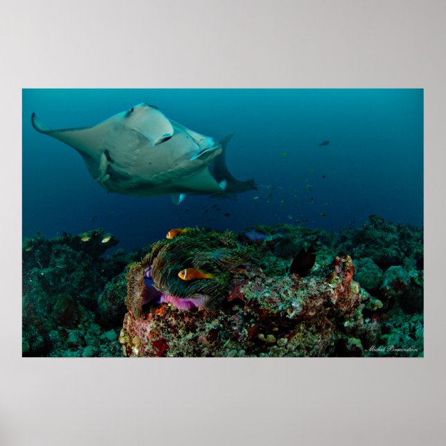 Mantarays over anemone - Poster (Vorne)