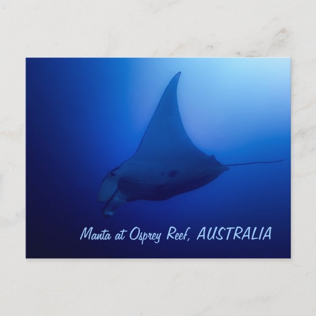 Mantarochen-Postkarte Postkarte (Vorderseite)