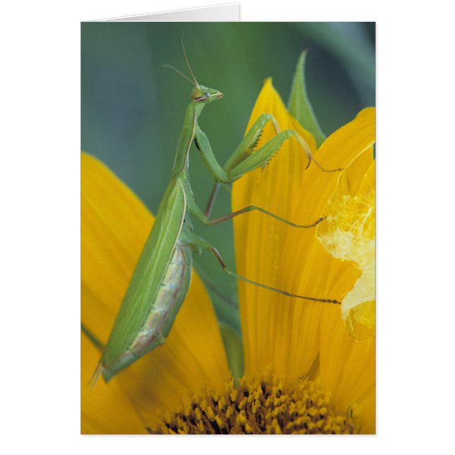 Mante de prière (Devant)