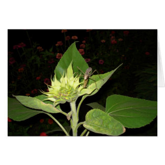 Mante de prière sur le tournesol