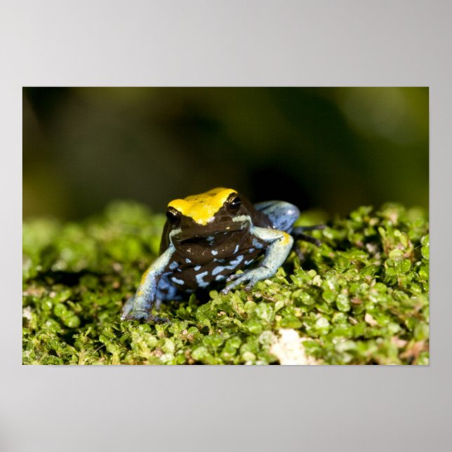 Mantella, Mantella expectata, 2 Poster (Vorne)