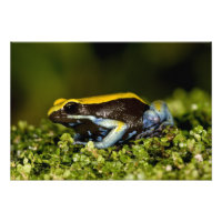 Mantella, Mantella expectata,