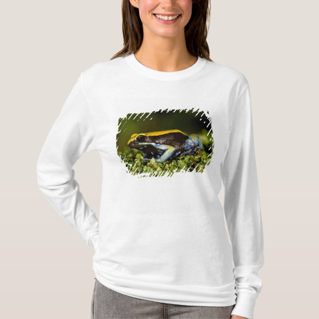 Mantella, Mantella expectata, T-Shirt (Vorderseite)