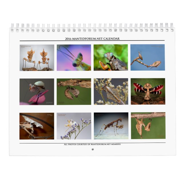 Mantidforum-Mauer-Kalender 2016 Kalender (Rückseite)