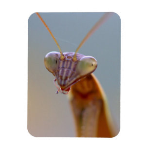 Mantids beten magnet