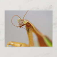 Mantids beten
