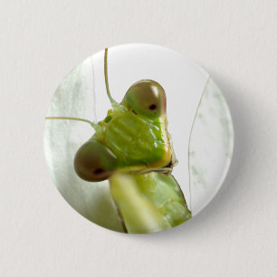 Mantids Button
