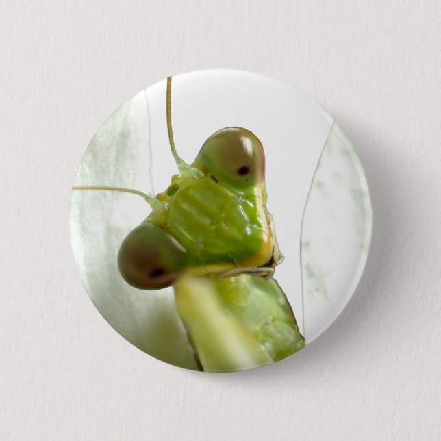 Mantids Button (Vorderseite)