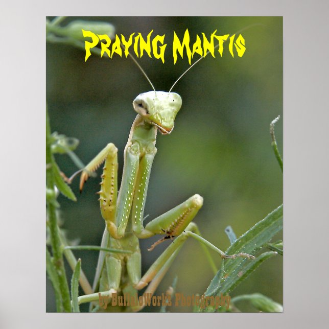 Mantis 475 Poster (Vorne)