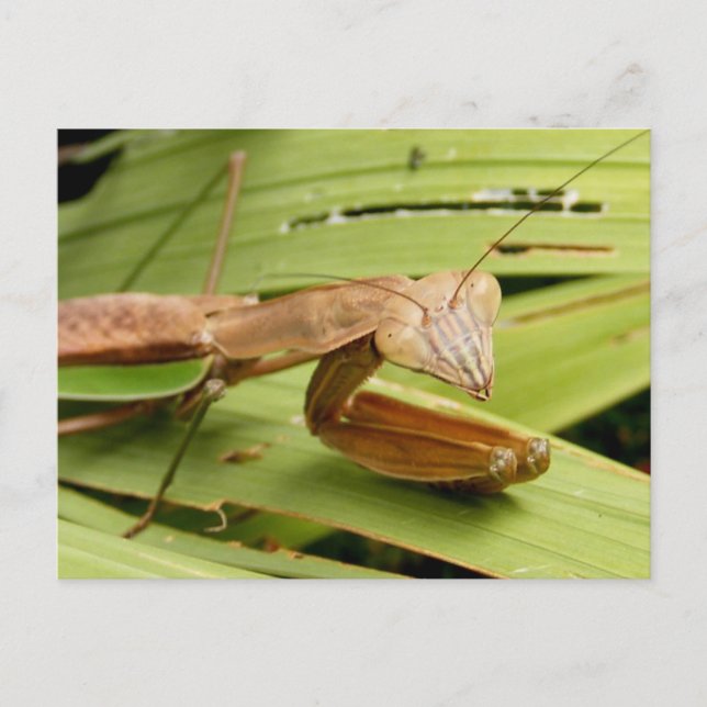 Mantis 83 ~ Postkarte (Vorderseite)