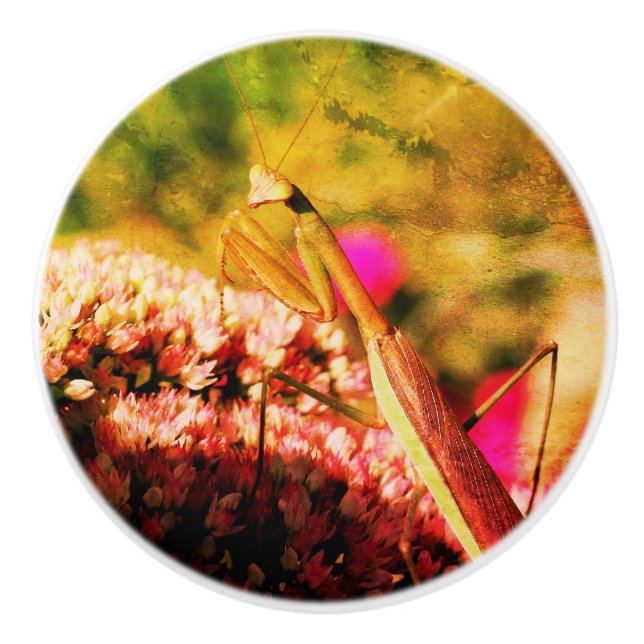 Mantis auf der Blume Sedum Abstrakt Grunge beten Keramikknauf (Vorderseite)