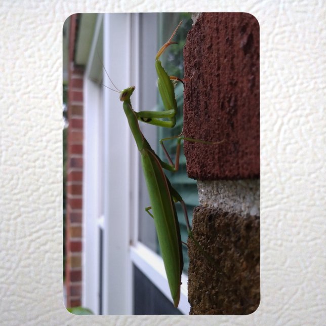 Mantis auf der Ziegelmauer beten Magnet (Praying Mantis on Brick Wall Magnet on Fridge)