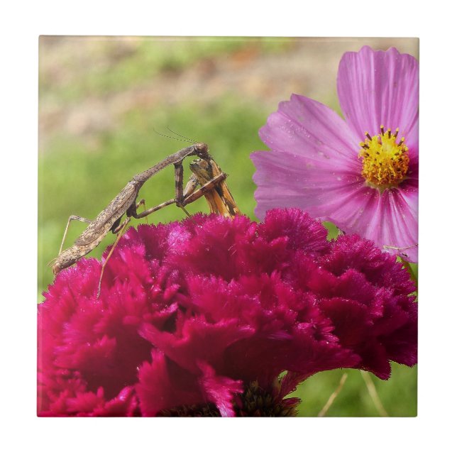 Mantis beten auf einem Mond Fliese (Vorderseite)