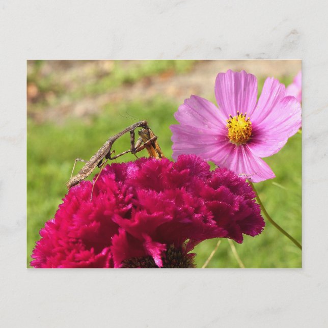Mantis beten auf einem Mond Postkarte (Vorderseite)