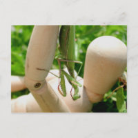 Mantis beten, die sich niederschlagen