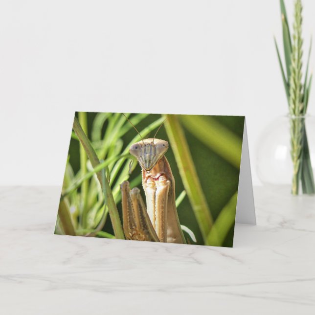 Mantis beten karte (Vorderseite)