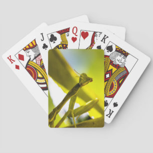 Mantis beten Karten spielen Spielkarten
